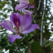 C-051 Bauhinia variegata / Arbre à fleurs d'orchidées / Orchid Tree