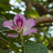C-051 Bauhinia variegata / Arbre à fleurs d'orchidées / Orchid Tree