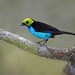 PARADISE TANAGER
