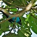 Siebenfarbentangare (Tangara chilensis) (Belegfoto)