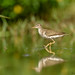 Spotted sandpiper (Actitis macularia)