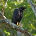 Adult Great Black Hawk (Buteogallus urubitinga) with its black plumage and yellowish hooked bill