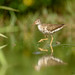 Spotted sandpiper (Actitis macularia)
