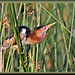 Least Bittern revisited