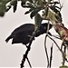 Kurzlappen-Schirmvogel (Cephalopterus ornatus)