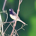 Yellow-bellied Seedeater