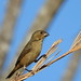 Papa-capim - Yellow-bellied Seedeater