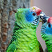 Roodstaartamazone papegaaien