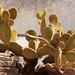 Prickly Pear Cactus | Vijgcactus | Feigenkaktus, (Opuntia microdasys)
