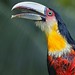 Red-breasted Toucan // Tucano-de-bico-verde