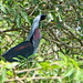 Garza Colorada, Agami Heron (Agamia agami)