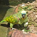 Amazona aestiva (papagaio-verdadeiro)