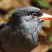 Chora-chuva - Black-fronted Nunbird