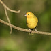 Canario-da-terra (Saffron Finch - Sicalis flaveola)