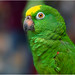 Yellow-crowned Amazon (Amazona ochrocephala) 黃冠亞馬遜鸚鵡 - 240923_DSF2039j