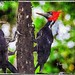 Ivory-billed Woodpecker Couples