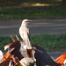 Sabiá-do-campo - Chalk-browed Mockingbird