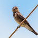 Andorinha-Serradora I Southern Rough-winged Swallow (Stelgidopteryx ruficollis)