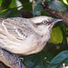 Sabiá-do-campo - Chalk-browed Mockingbird