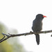 Black Fronted Nunbird