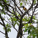 Chestnut-eared aracari