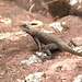 Peters' Lava Lizard (Tropidurus hispidus)