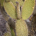 Bunny-ear Prickly Pear/Opuntia microdasys