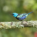 Blue-necked Tanager 505_1673.jpg