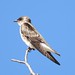 Andorinha - Swallow