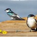 Andorinha - Swallow