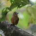 Female Silver-beaked Tanager