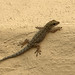tropical gecko