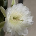 Mandacaru sem espinhos (Cereus jamacaru) florido, Jamacaru, Mandacaru-de-boi, Cardeiro, Cardeiro-rajado.