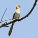 Striped Cuckoo (Tapera naevia)