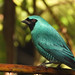 Saí-andorinha - Swallow Tanager