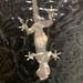 "Außerhaus"-Gecko, Südafrika