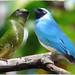 Swallow Tanager Couple