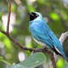 Saí-andorinha - Swallow Tanager