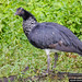 Horned Screamer