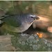 Pepitero Gris, Amazonian Grey Saltator (Saltator coerulescens)
