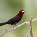 Silver-beaked Tanager (Ramphocelus carbo), male