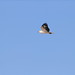 White-Bellied Sea-Eagle in flight over Abrolhos Islands - April 2023