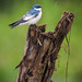 White-winged Swallow