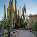 Cardónes / Cardons & Luminarias - (Mexican Giant Cacti) - Desert Botanical Garden (EXPLORE)