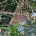 Ferruginous Pygmy-Owl 1