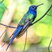 Blauer Gabelschwanzkolibri