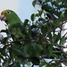Yellow-crowned Parrot, Amazona ochrocephala