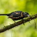 White-lined Tanager - Immature Male 720_4735.jpg