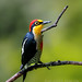 Spectacular Yellow-fronted woodpecker // Carpintero Arcoiris // "Melanerpes flavifrons"