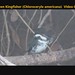 Green Kingfisher (Chloroceryle americana)
